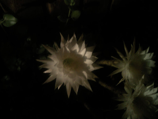 Floraciones%20%20%20%20%20%20%20%20%20%20%20%28593%29.jpg