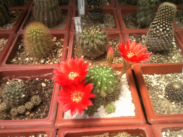 Floraciones%20%20%20%20%20%20%20%20%20%20%20%28596%29.jpg