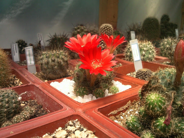 Floraciones%20%20%20%20%20%20%20%20%20%20%20%28607%29.jpg