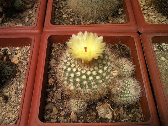Floraciones%20%20%20%20%20%20%20%20%20%20%20%28670%29.jpg