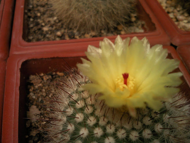 Floraciones%20%20%20%20%20%20%20%20%20%20%20%28673%29.jpg