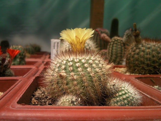 Floraciones%20%20%20%20%20%20%20%20%20%20%20%28674%29.jpg