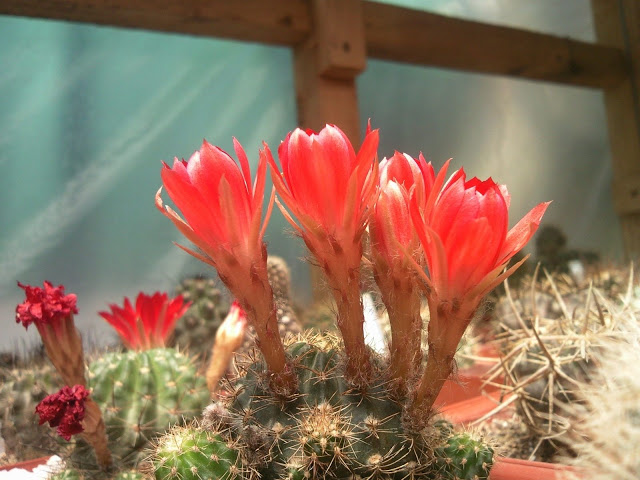 Floraciones%20%20%20%20%20%20%20%20%20%20%20%28675%29.jpg