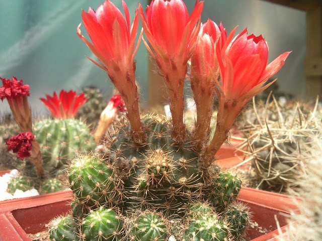 Floraciones%20%20%20%20%20%20%20%20%20%20%20%28676%29.jpg