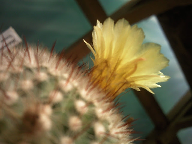 Floraciones%20%20%20%20%20%20%20%20%20%20%20%28679%29.jpg