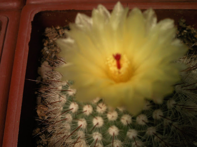 Floraciones%20%20%20%20%20%20%20%20%20%20%20%28680%29.jpg