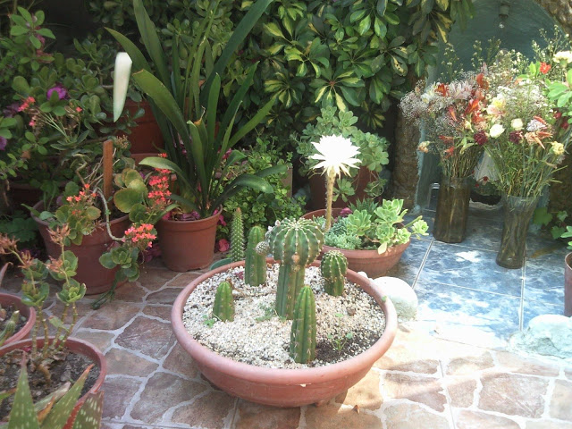 Floraciones%20%20%20%20%20%20%20%20%20%20%20%28682%29.jpg