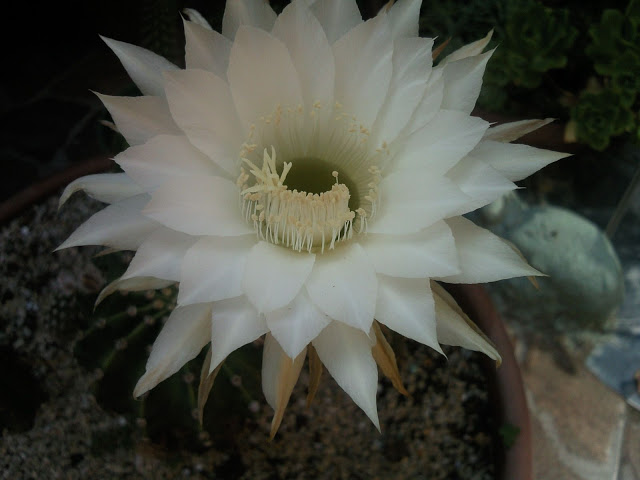 Floraciones%20%20%20%20%20%20%20%20%20%20%20%28683%29.jpg