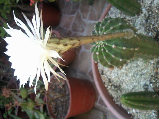 Floraciones%20%20%20%20%20%20%20%20%20%20%20%28684%29.jpg