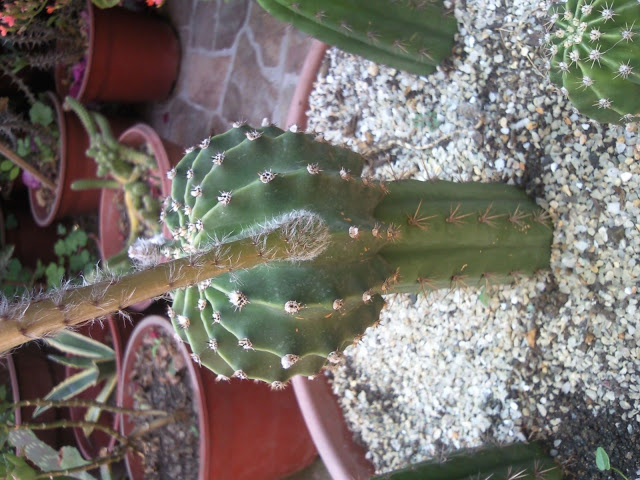 Floraciones%20%20%20%20%20%20%20%20%20%20%20%28685%29.jpg