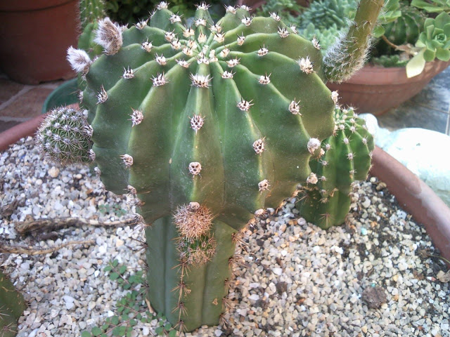 Floraciones%20%20%20%20%20%20%20%20%20%20%20%28689%29.jpg