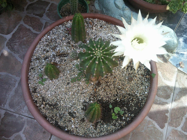 Floraciones%20%20%20%20%20%20%20%20%20%20%20%28692%29.jpg