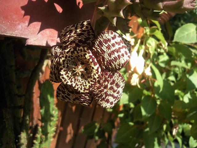 Floraciones%20%20%20%20%20%20%20%20%20%20%20%28693%29.jpg