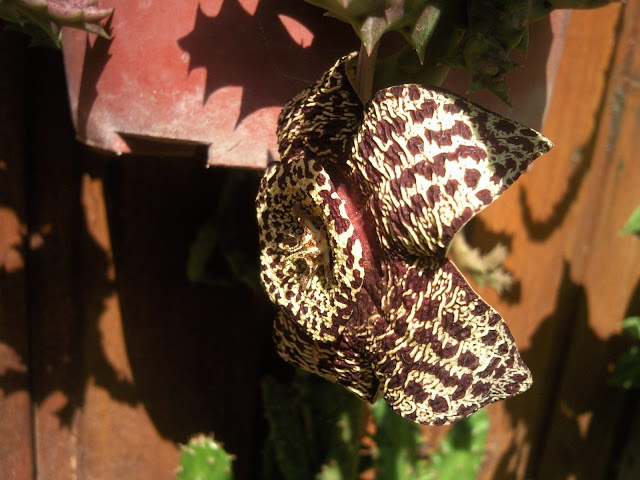 Floraciones%20%20%20%20%20%20%20%20%20%20%20%28694%29.jpg