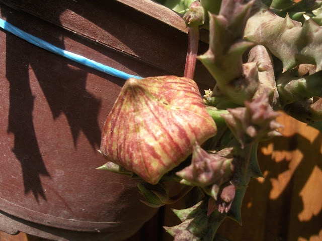 Floraciones%20%20%20%20%20%20%20%20%20%20%20%28695%29.jpg