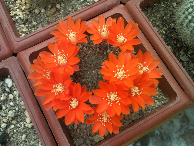 Floraciones%20%20%20%20%20%20%20%20%20%20%20%28697%29.jpg