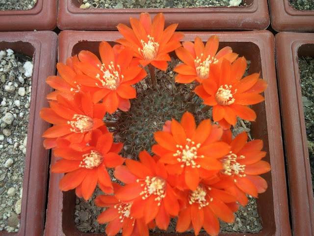 Floraciones%20%20%20%20%20%20%20%20%20%20%20%28698%29.jpg