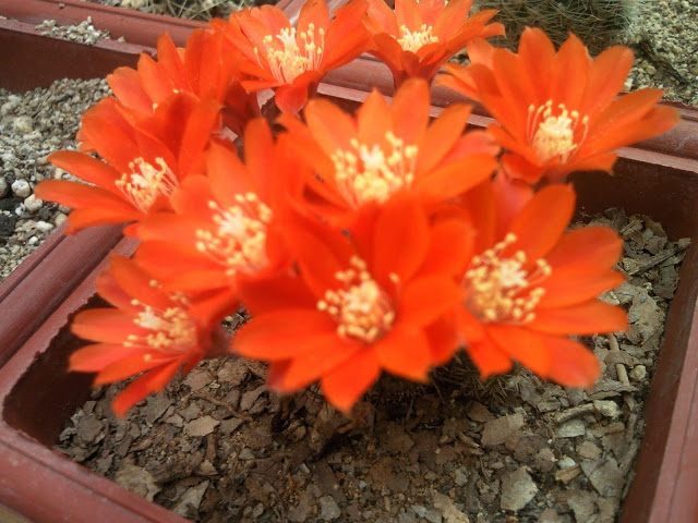 Floraciones%20%20%20%20%20%20%20%20%20%20%20%28700%29.jpg