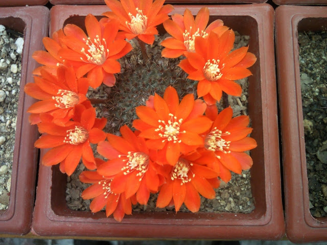 Floraciones%20%20%20%20%20%20%20%20%20%20%20%28703%29.jpg