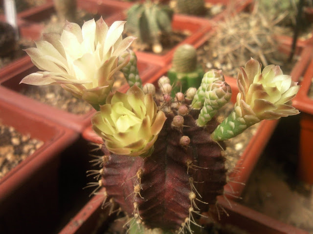 Floraciones%20%20%20%20%20%20%20%20%20%20%20%28708%29.jpg