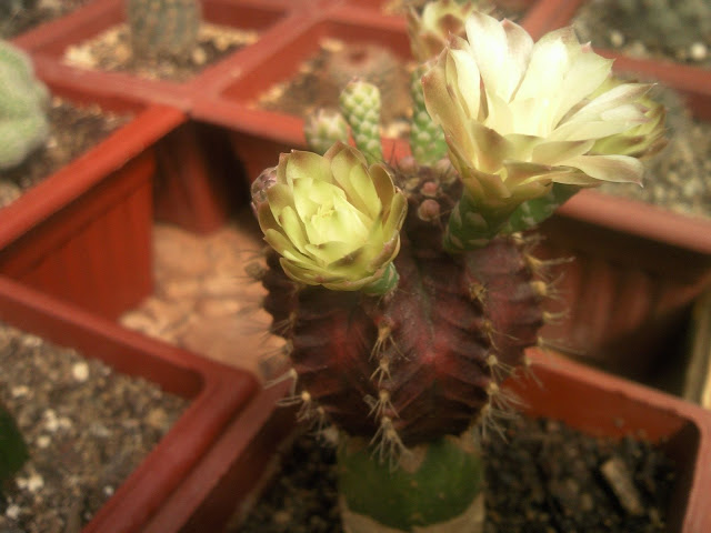 Floraciones%20%20%20%20%20%20%20%20%20%20%20%28709%29.jpg