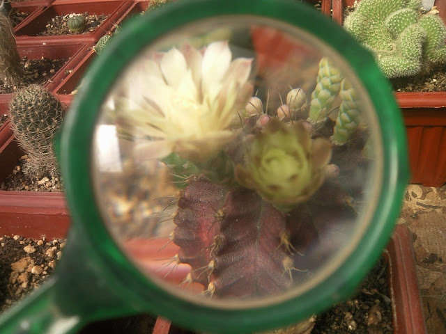 Floraciones%20%20%20%20%20%20%20%20%20%20%20%28712%29.jpg