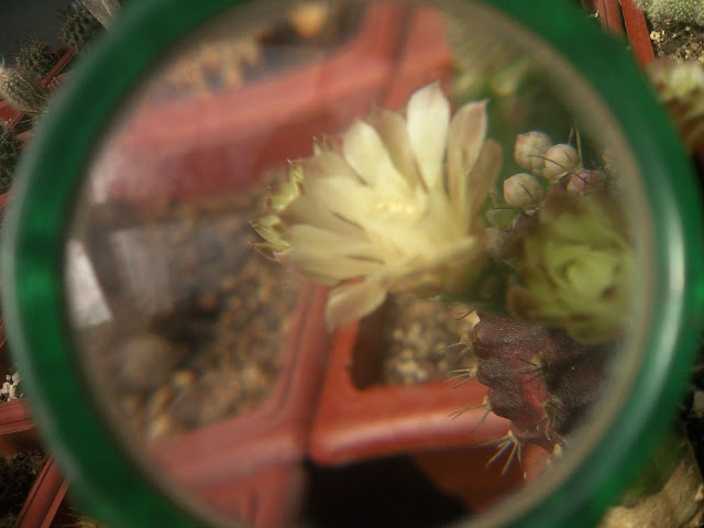 Floraciones%20%20%20%20%20%20%20%20%20%20%20%28714%29.jpg