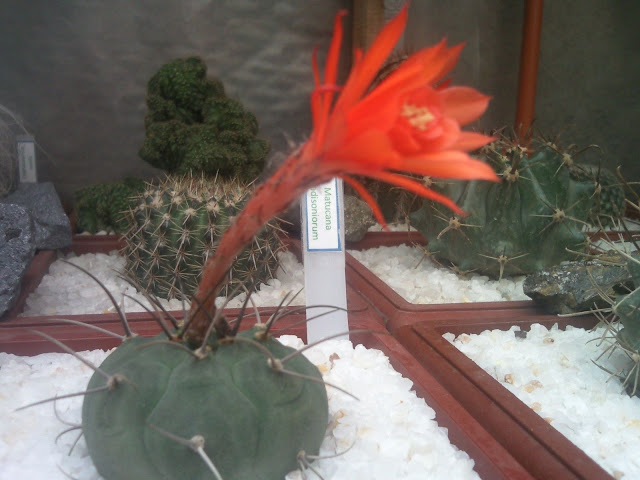 Floraciones%20%20%20%20%20%20%20%20%20%20%20%28731%29.jpg