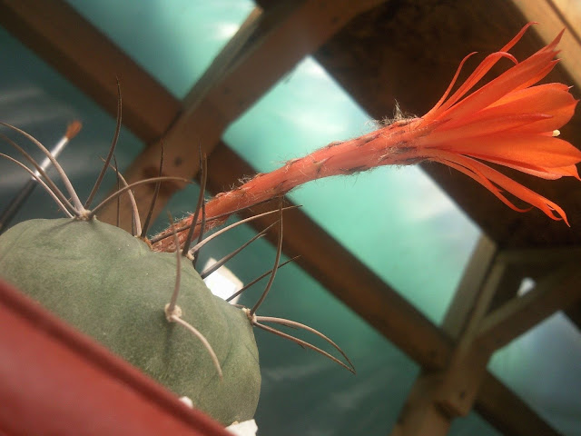 Floraciones%20%20%20%20%20%20%20%20%20%20%20%28735%29.jpg