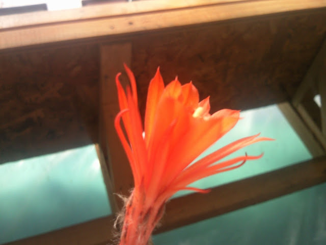 Floraciones%20%20%20%20%20%20%20%20%20%20%20%28736%29.jpg