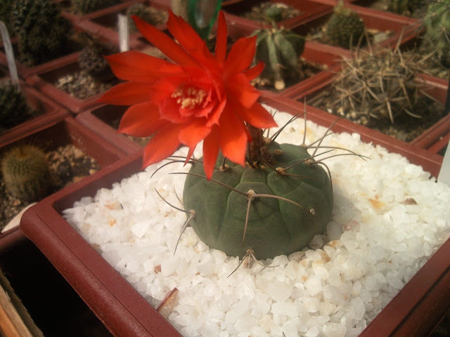 Floraciones%20%20%20%20%20%20%20%20%20%20%20%28737%29.jpg