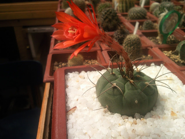 Floraciones%20%20%20%20%20%20%20%20%20%20%20%28738%29.jpg