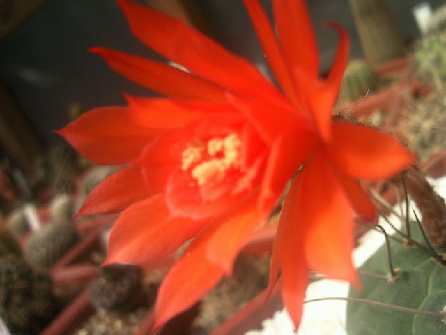 Floraciones%20%20%20%20%20%20%20%20%20%20%20%28739%29.jpg