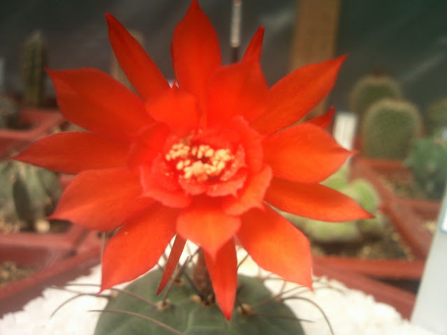 Floraciones%20%20%20%20%20%20%20%20%20%20%20%28740%29.jpg