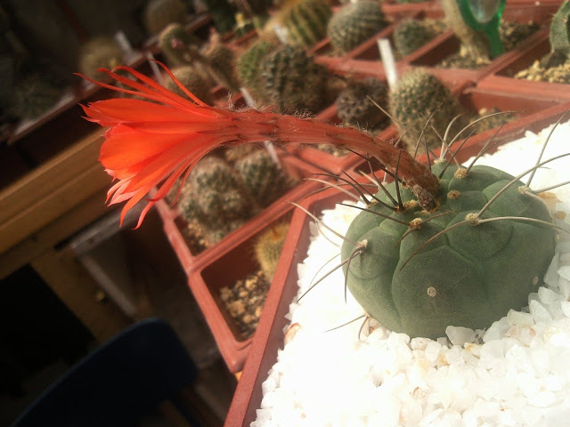 Floraciones%20%20%20%20%20%20%20%20%20%20%20%28748%29.jpg