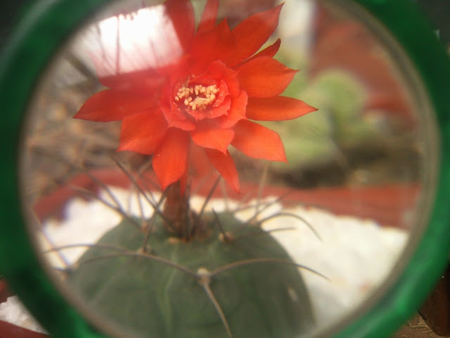 Floraciones%20%20%20%20%20%20%20%20%20%20%20%28751%29.jpg