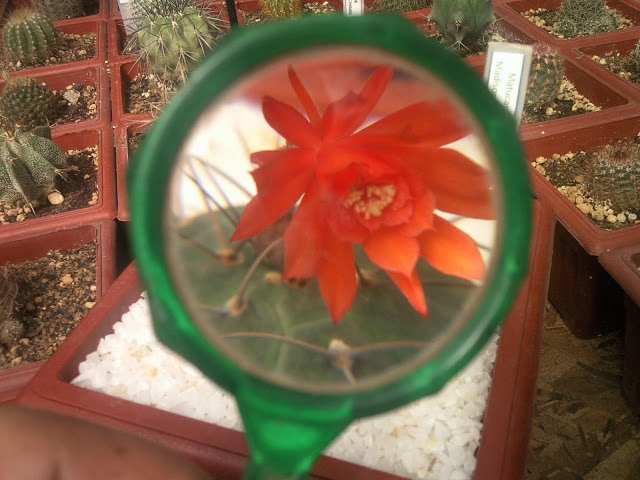 Floraciones%20%20%20%20%20%20%20%20%20%20%20%28752%29.jpg