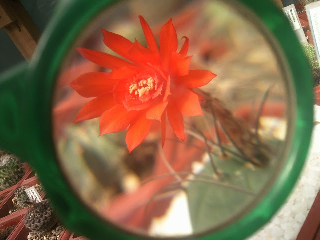Floraciones%20%20%20%20%20%20%20%20%20%20%20%28753%29.jpg