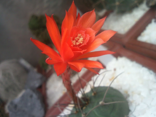 Floraciones%20%20%20%20%20%20%20%20%20%20%20%28759%29.jpg
