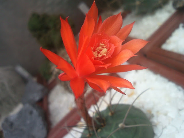 Floraciones%20%20%20%20%20%20%20%20%20%20%20%28761%29.jpg
