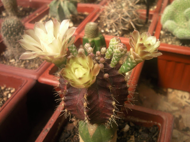 Floraciones%20%20%20%20%20%20%20%20%20%20%20%28762%29.jpg