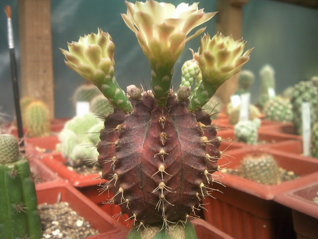 Floraciones%20%20%20%20%20%20%20%20%20%20%20%28764%29.jpg