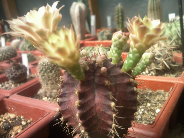Floraciones%20%20%20%20%20%20%20%20%20%20%20%28766%29.jpg