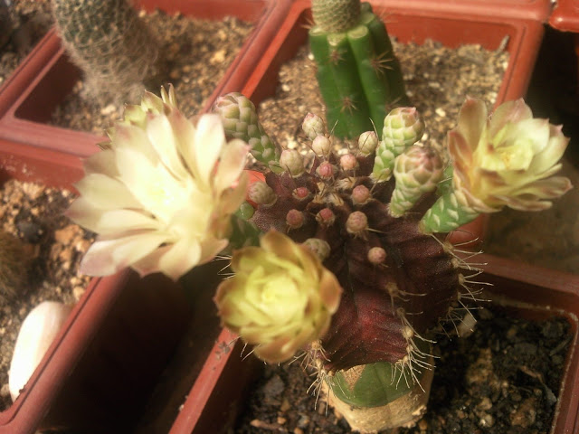 Floraciones%20%20%20%20%20%20%20%20%20%20%20%28767%29.jpg