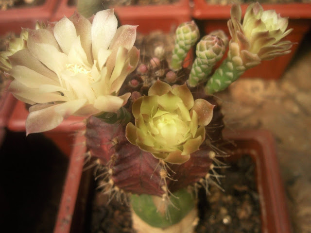 Floraciones%20%20%20%20%20%20%20%20%20%20%20%28768%29.jpg