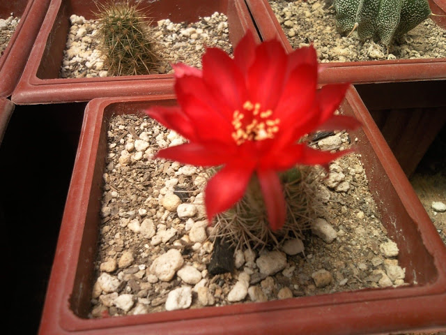 Floraciones%20%20%20%20%20%28390%29.jpg