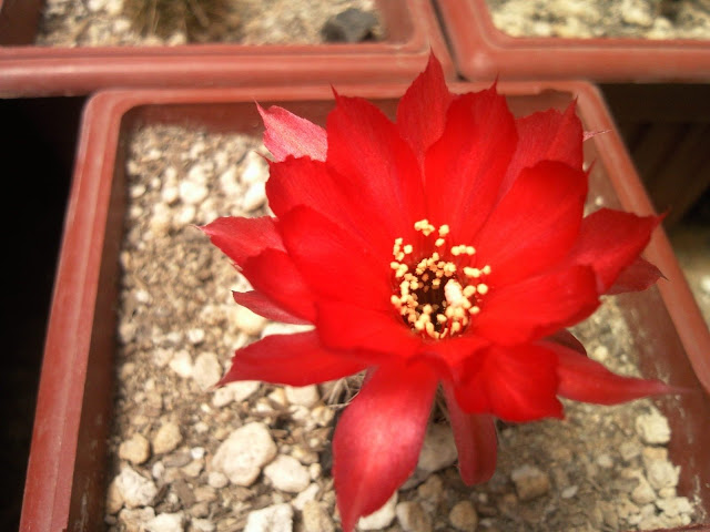 Floraciones%20%20%20%20%20%28391%29.jpg