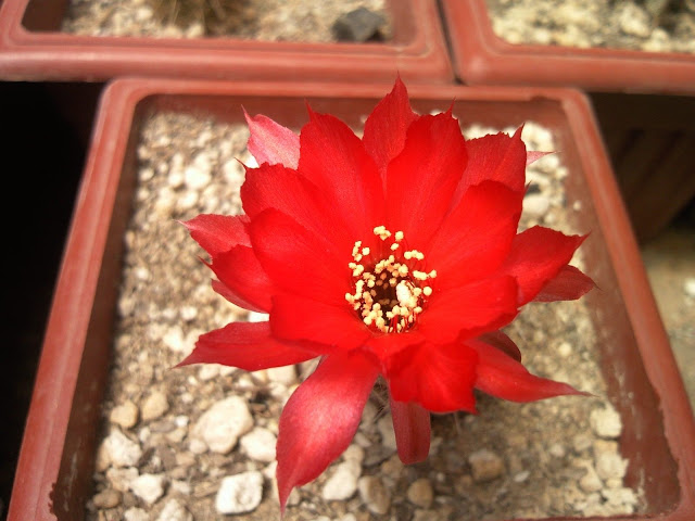 Floraciones%20%20%20%20%20%28392%29.jpg