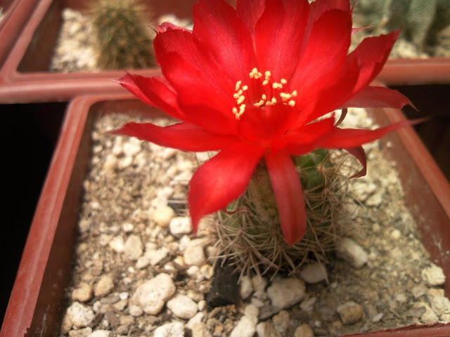 Floraciones%20%20%20%20%20%28393%29.jpg