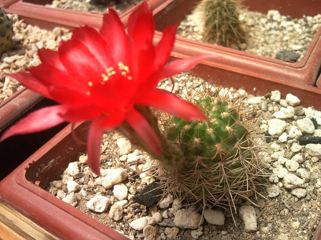 Floraciones%20%20%20%20%20%28394%29.jpg